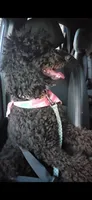 Ruby , a female Goldendoodle for sale in Montgomery, AL – 4 of 5