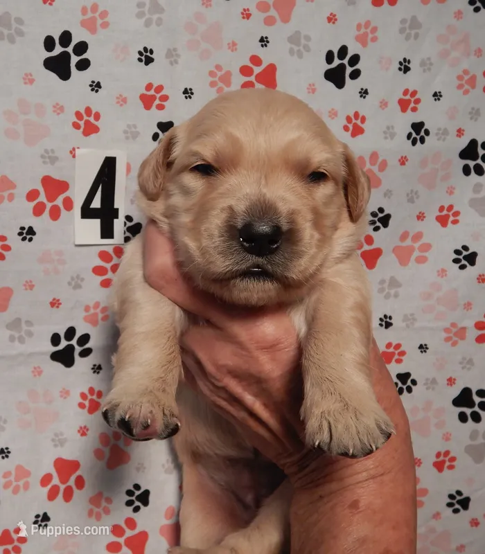Beth – Golden Retriever puppy for sale in Eagle Point, OR