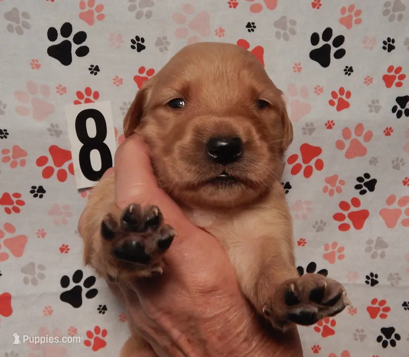 Honey – Golden Retriever puppy for sale in Eagle Point, OR