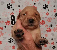 Honey, a female Golden Retriever for sale in Eagle Point, OR – 1 of 3