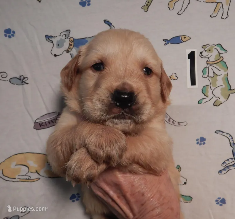 Charlie – Golden Retriever puppy for sale in Eagle Point, OR