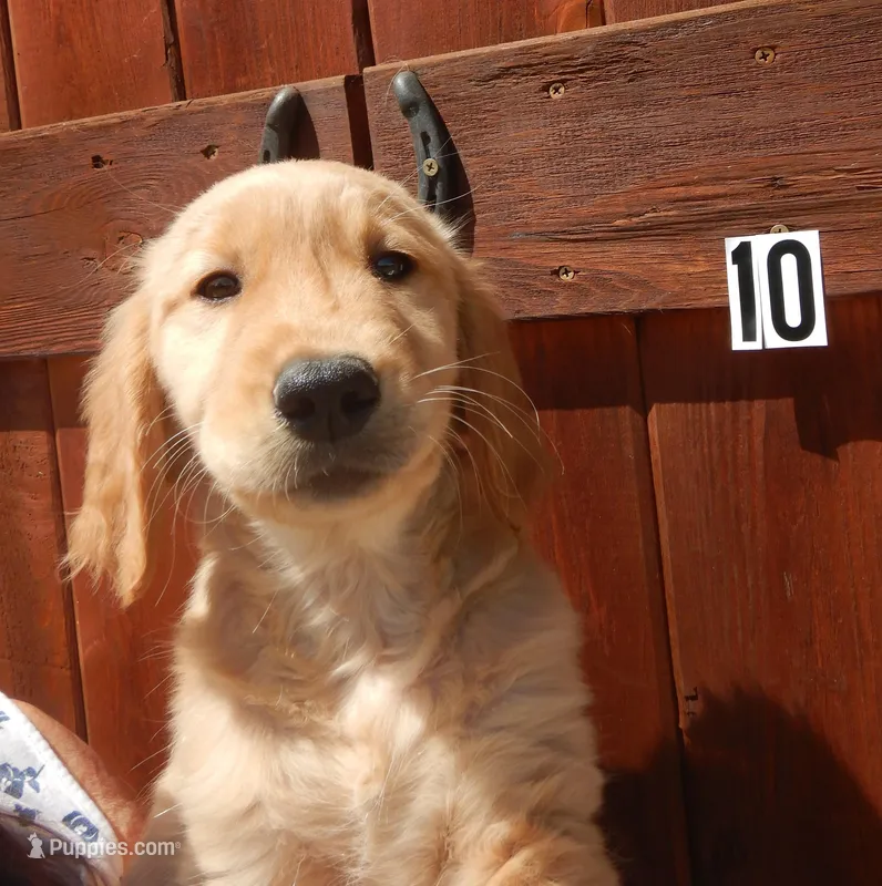 Cooper – Golden Retriever puppy for sale in Eagle Point, OR