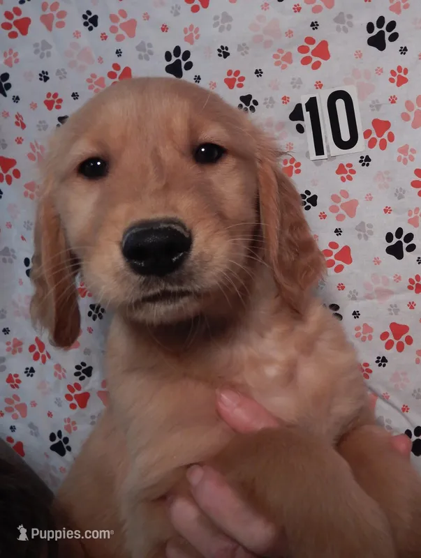 Cooper – Golden Retriever puppy for sale in Eagle Point, OR