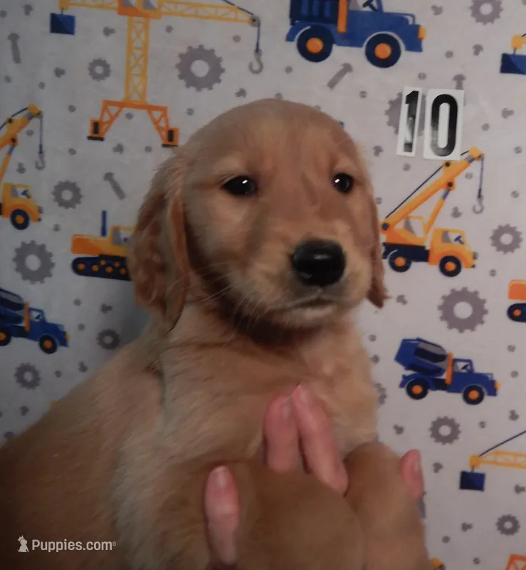 Cooper – Golden Retriever puppy for sale in Eagle Point, OR