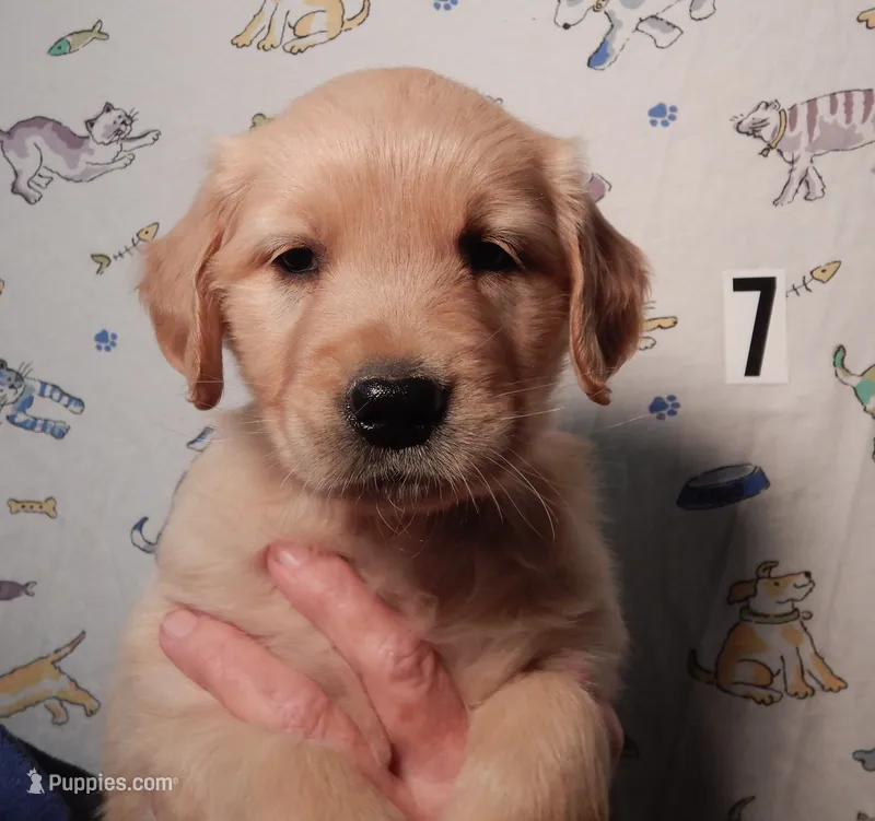 Sage – Golden Retriever puppy for sale in Eagle Point, OR