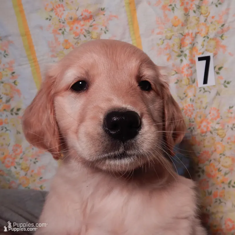 Sage – Golden Retriever puppy for sale in Eagle Point, OR