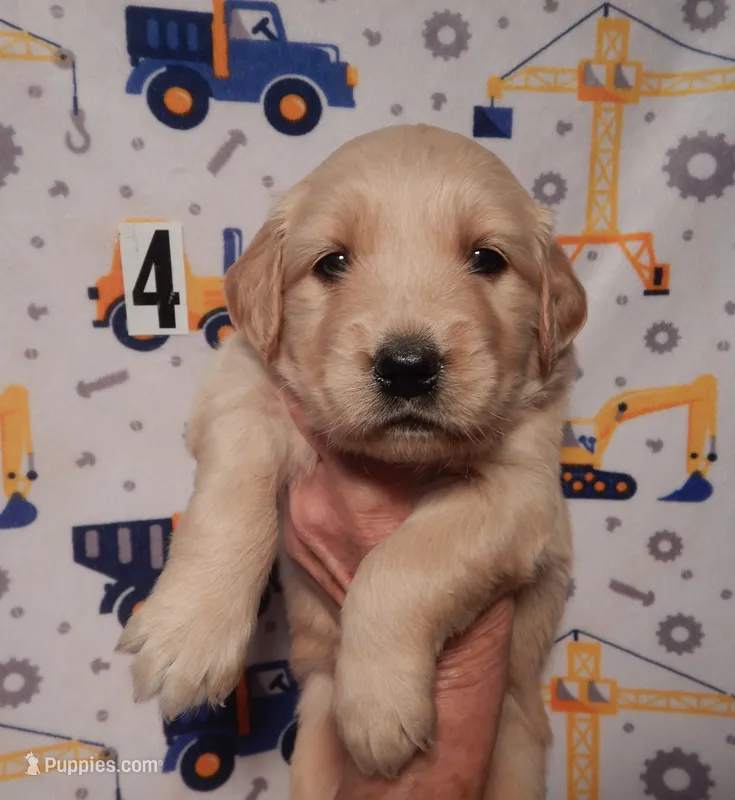 Beth – Golden Retriever puppy for sale in Eagle Point, OR