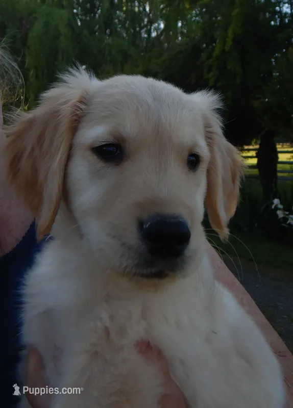 Brando – Golden Retriever puppy for sale in Eagle Point, OR