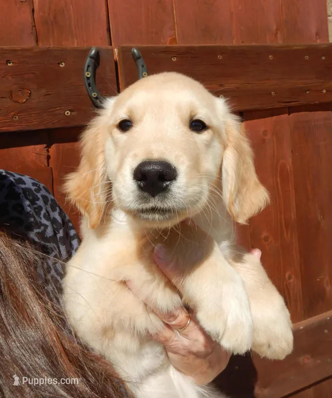 Brando – Golden Retriever puppy for sale in Eagle Point, OR