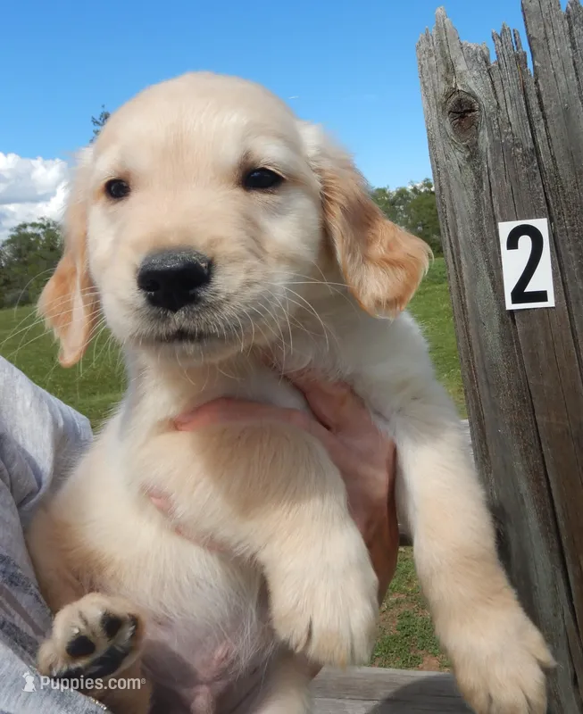 Brando – Golden Retriever puppy for sale in Eagle Point, OR