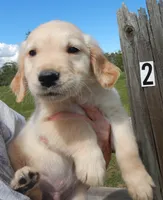Brando, a male Golden Retriever for sale in Eagle Point, OR – Photo 1 of 5