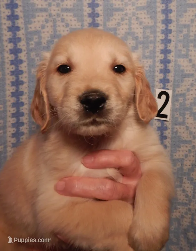 Brando – Golden Retriever puppy for sale in Eagle Point, OR