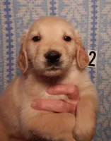 Brando, a male Golden Retriever for sale in Eagle Point, OR – Photo 2 of 5