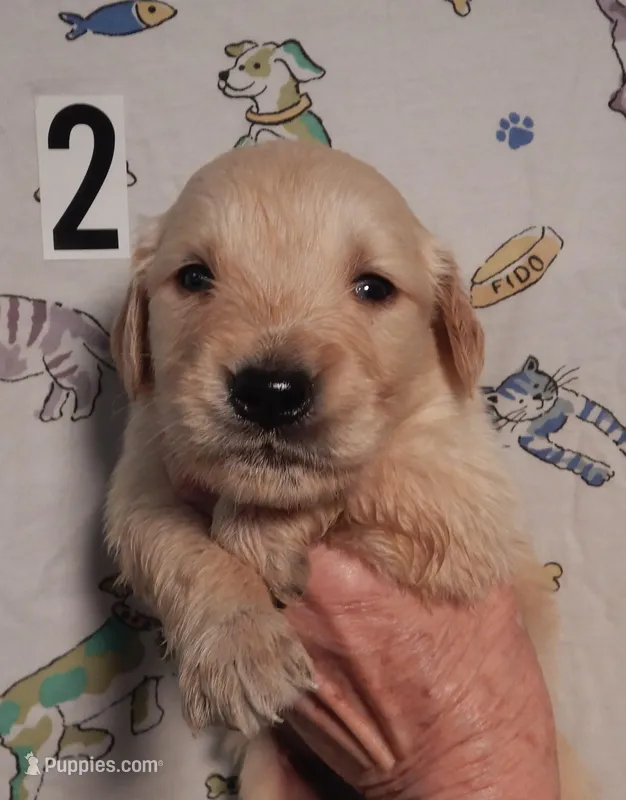 Brando – Golden Retriever puppy for sale in Eagle Point, OR
