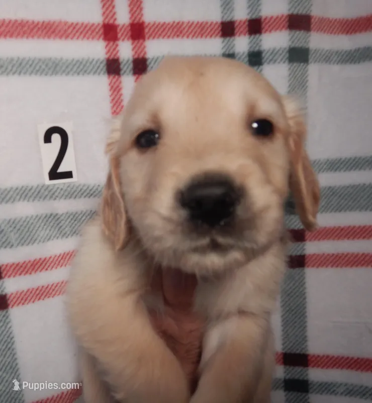 Brando – Golden Retriever puppy for sale in Eagle Point, OR