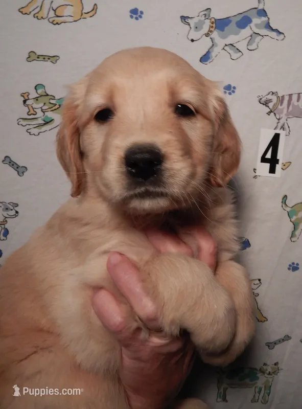 Beth – Golden Retriever puppy for sale in Eagle Point, OR