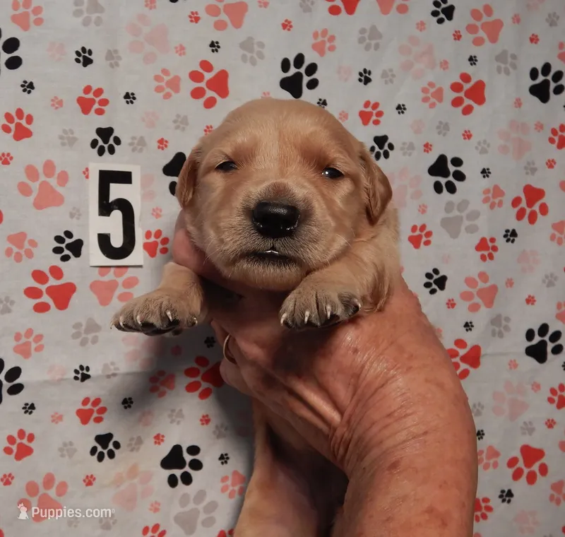Dolly – Golden Retriever puppy for sale in Eagle Point, OR