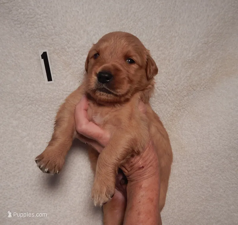 Tango – Golden Retriever puppy on hold in Eagle Point, OR