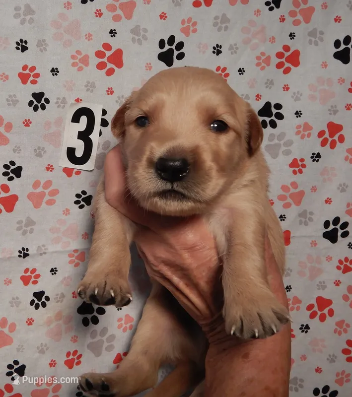 Coby – Golden Retriever puppy for sale in Eagle Point, OR