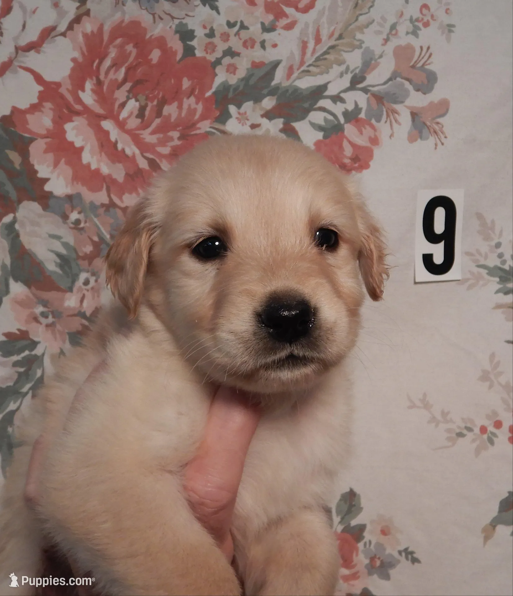 Rose – Golden Retriever puppy for sale in Eagle Point, OR