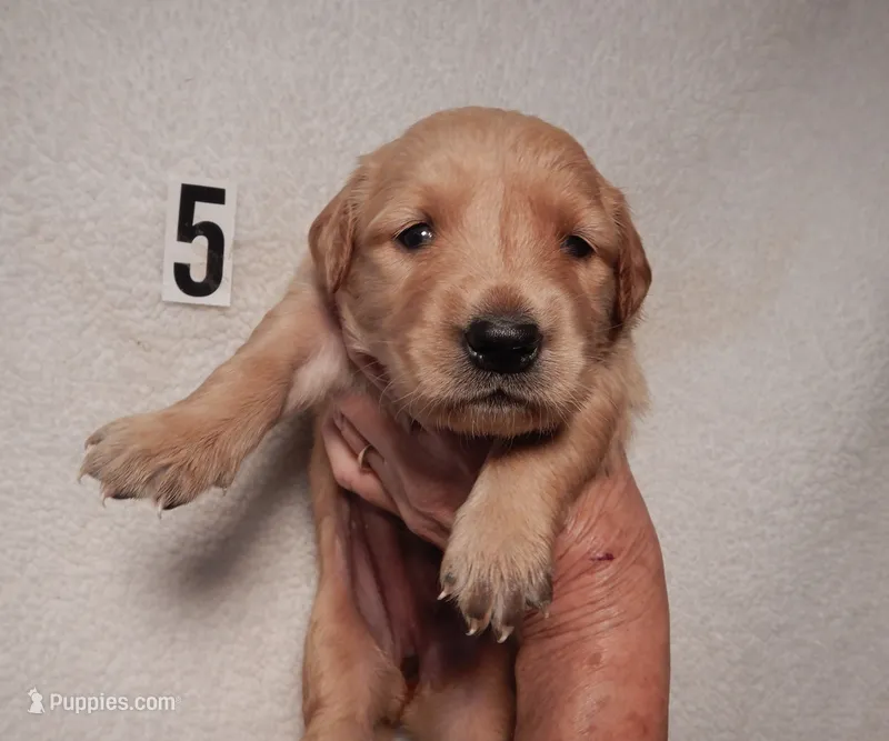 Dolly – Golden Retriever puppy for sale in Eagle Point, OR