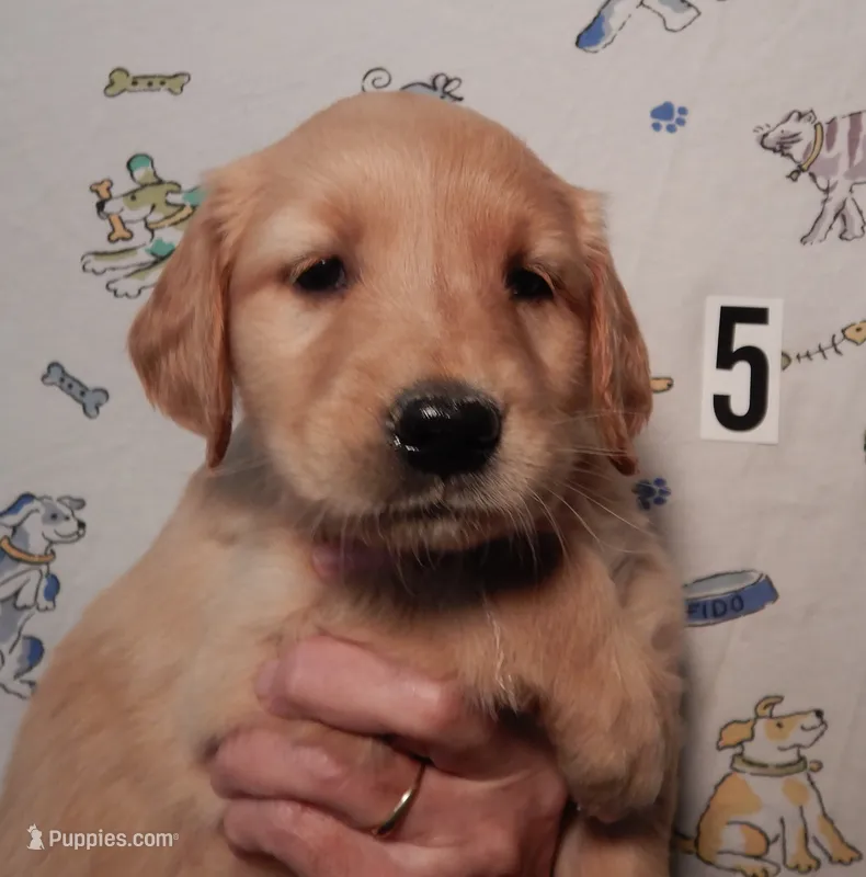 Dolly – Golden Retriever puppy for sale in Eagle Point, OR