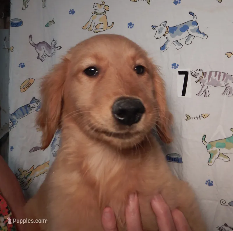 Honey – Golden Retriever puppy for sale in Eagle Point, OR