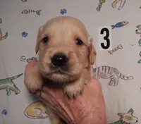 Marty, a male Golden Retriever for sale in Eagle Point, OR – Photo 5 of 5