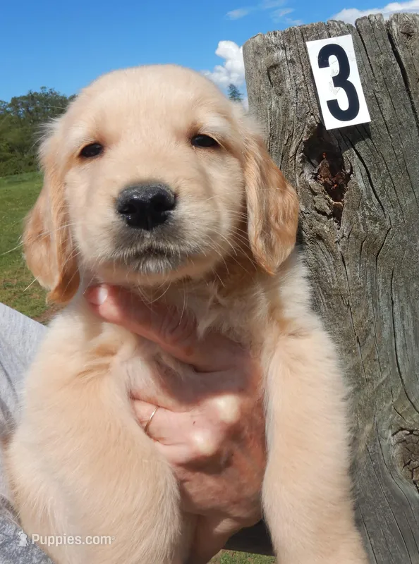 Marty – Golden Retriever puppy for sale in Eagle Point, OR