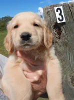 Marty, a male Golden Retriever for sale in Eagle Point, OR – Photo 1 of 5