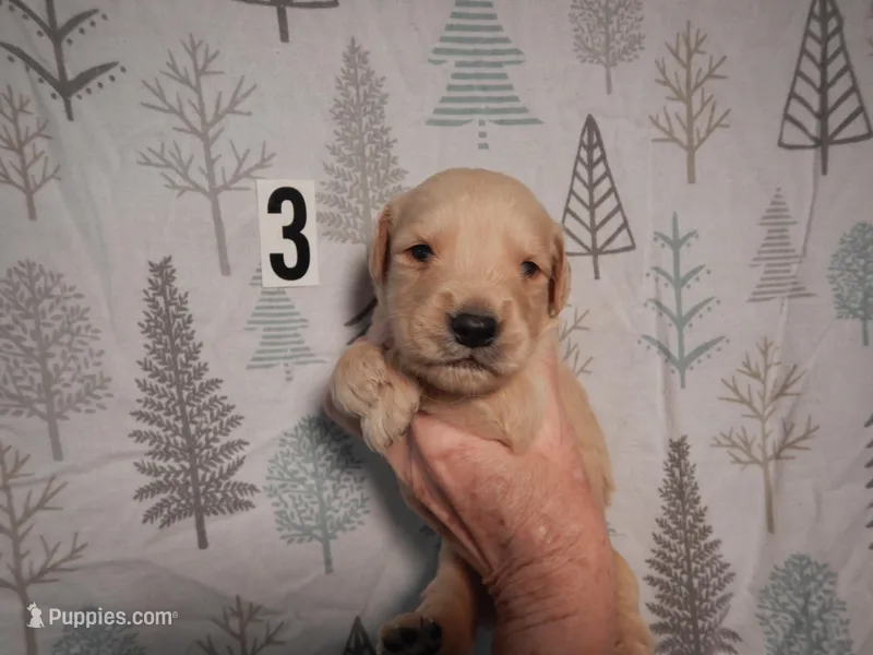 Marty – Golden Retriever puppy for sale in Eagle Point, OR