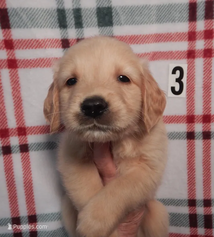 Marty – Golden Retriever puppy for sale in Eagle Point, OR