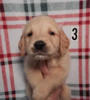 Marty, a male Golden Retriever for sale in Eagle Point, OR – Photo 3 of 5