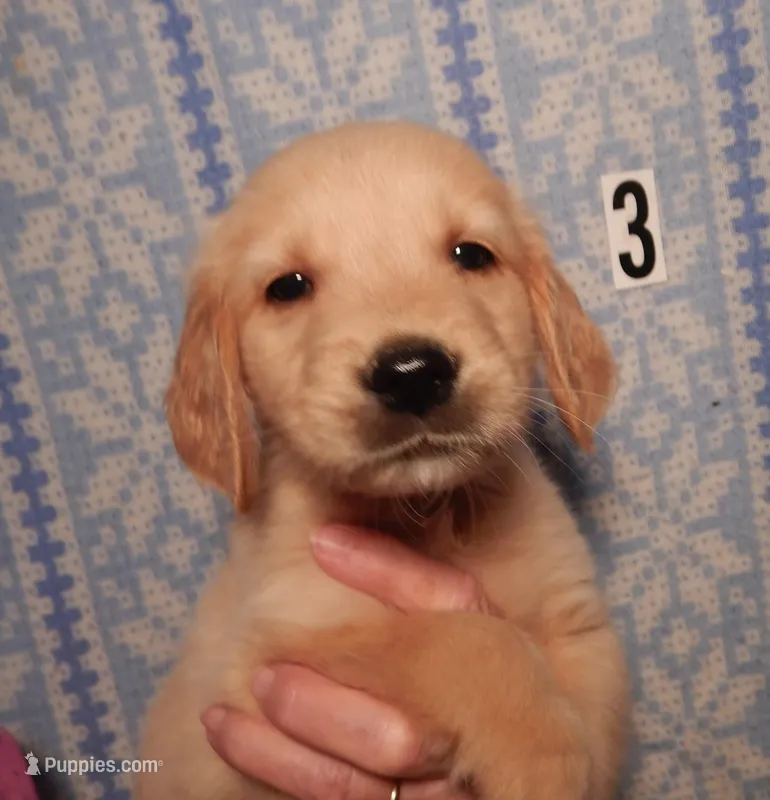 Marty – Golden Retriever puppy for sale in Eagle Point, OR