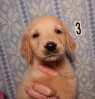 Marty, a male Golden Retriever for sale in Eagle Point, OR – Photo 2 of 5