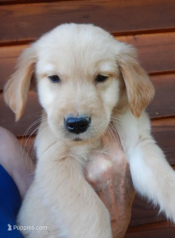 Marty – Golden Retriever puppy for sale in Eagle Point, OR