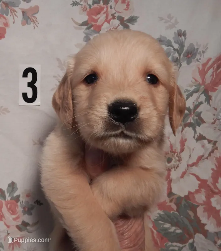 Marty – Golden Retriever puppy for sale in Eagle Point, OR