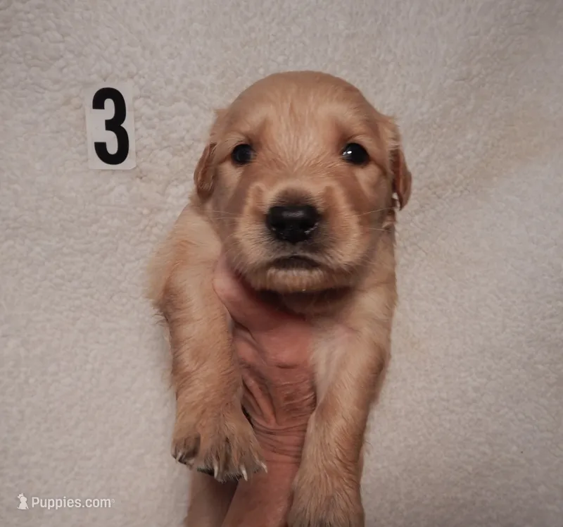 Coby – Golden Retriever puppy for sale in Eagle Point, OR