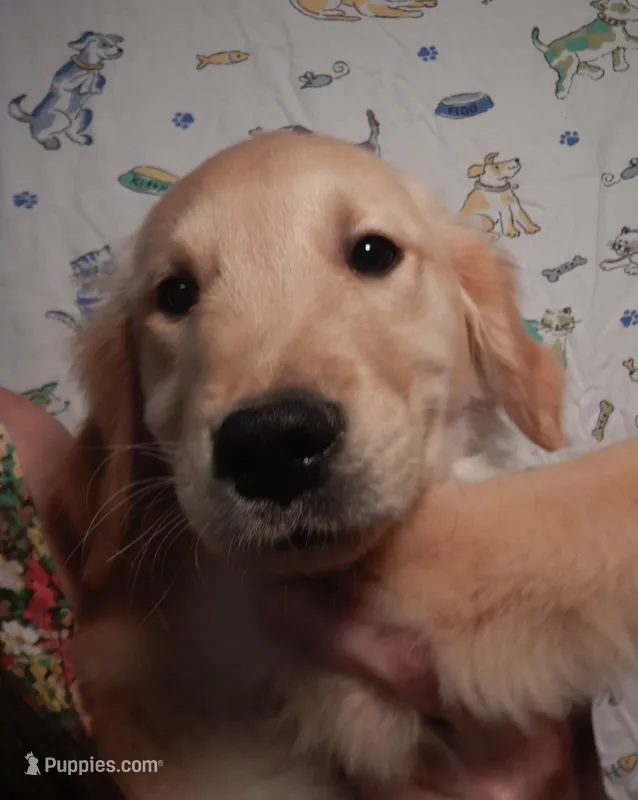 Brando – Golden Retriever puppy for sale in Eagle Point, OR
