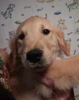 Brando, a male Golden Retriever for sale in Eagle Point, OR – 1 of 5