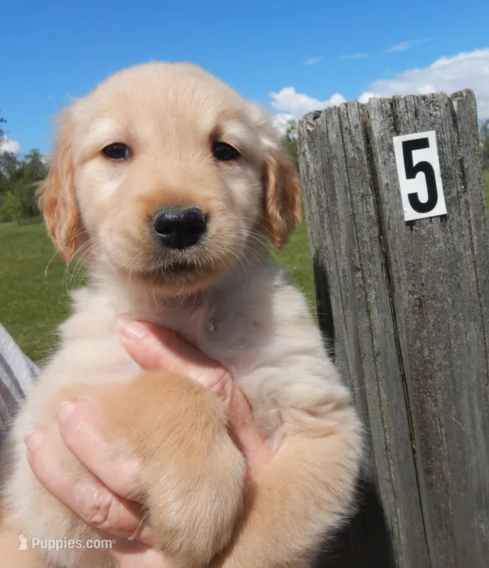 Hank – Golden Retriever puppy for sale in Eagle Point, OR