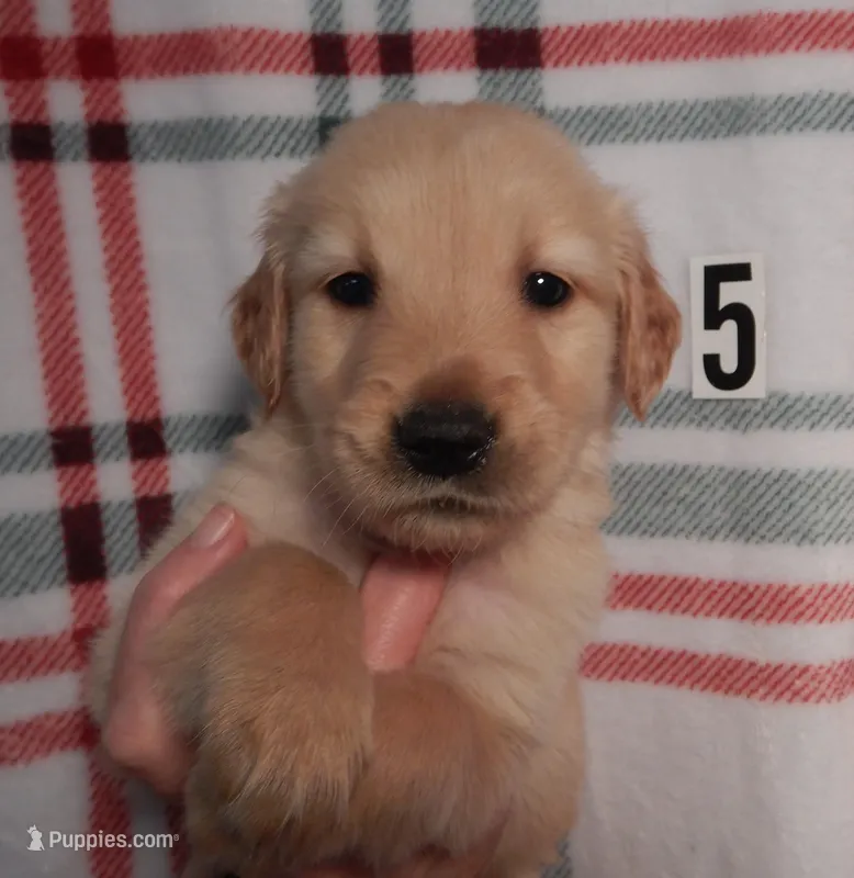 Hank – Golden Retriever puppy for sale in Eagle Point, OR