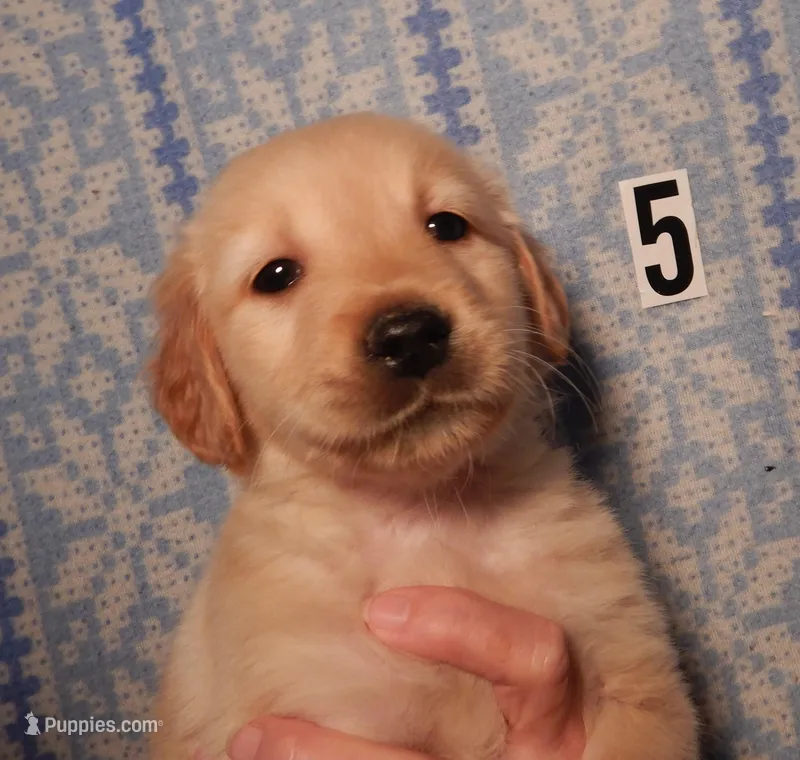 Hank – Golden Retriever puppy for sale in Eagle Point, OR