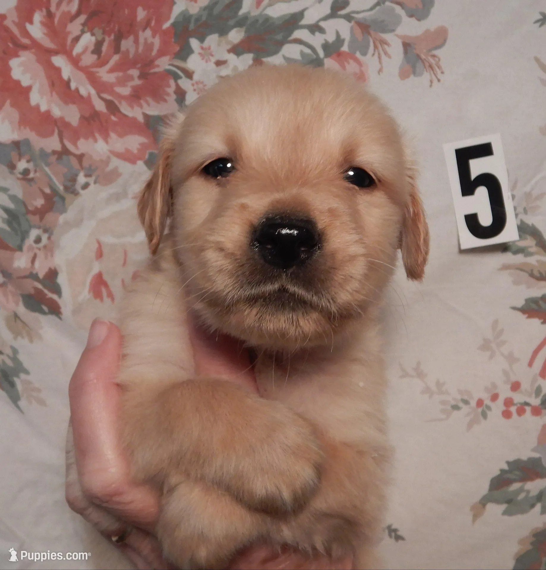Hank – Golden Retriever puppy for sale in Eagle Point, OR