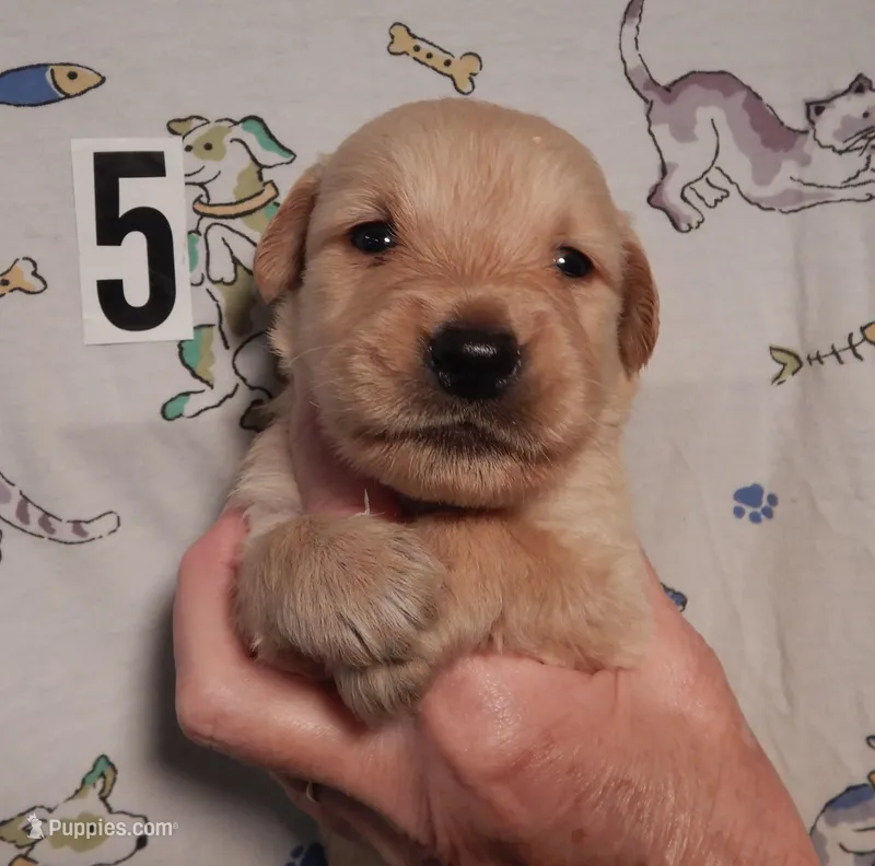 Hank – Golden Retriever puppy for sale in Eagle Point, OR