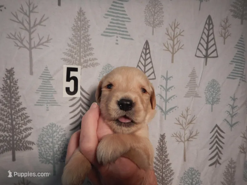 Hank – Golden Retriever puppy for sale in Eagle Point, OR