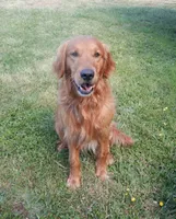Beth, a female Golden Retriever for sale in Eagle Point, OR – 2 of 3