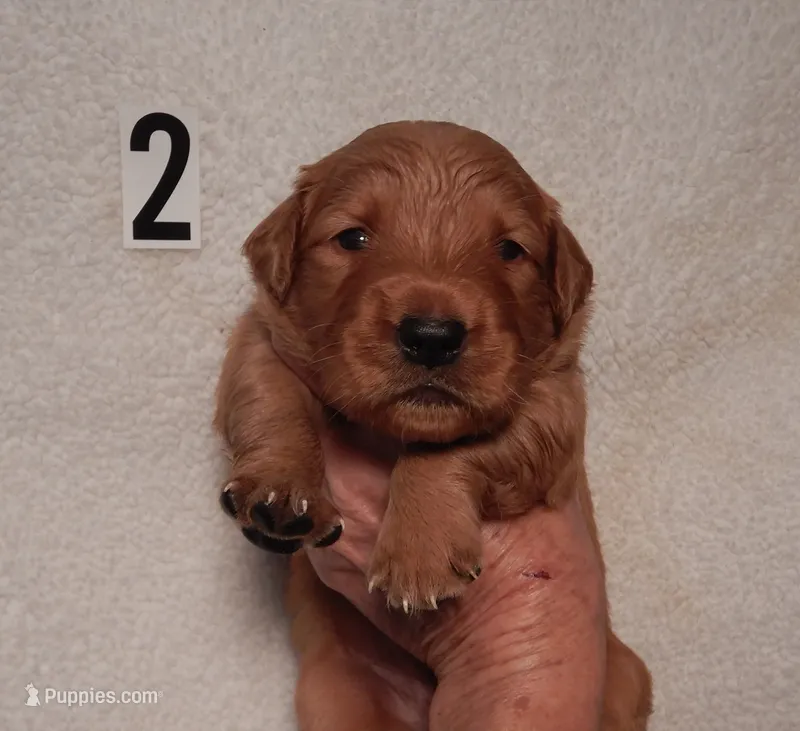 Milo – Golden Retriever puppy for sale in Eagle Point, OR