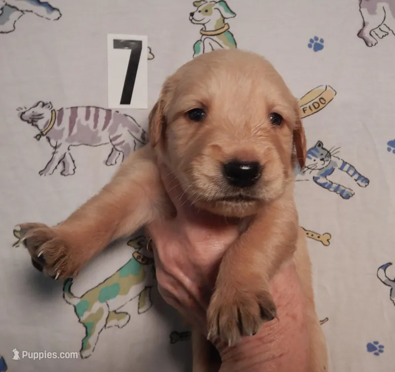Faith – Golden Retriever puppy for sale in Eagle Point, OR
