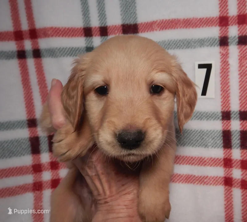 Faith – Golden Retriever puppy for sale in Eagle Point, OR